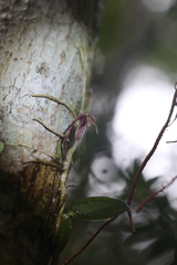 Bulbophyllum bowkettiae