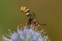 Conops quadrifasciatus