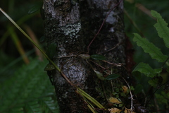 Bulbophyllum bowkettiae