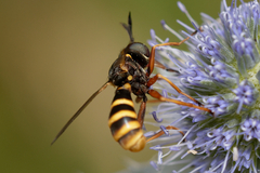 Conops quadrifasciatus