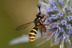 Conops quadrifasciatus