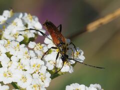 Stenurella bifasciata