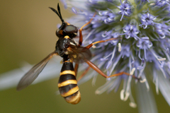 Conops quadrifasciatus