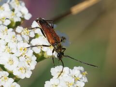 Stenurella bifasciata