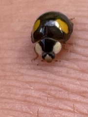 Harmonia axyridis