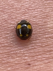 Harmonia axyridis