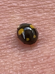 Harmonia axyridis