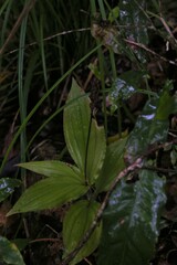 Malaxideae