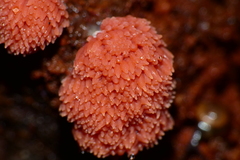 Tubifera ferruginosa acutissima