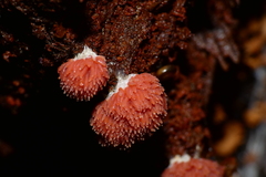 Tubifera ferruginosa acutissima