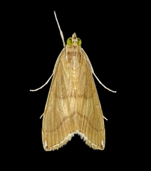 Trischistognatha pyrenealis