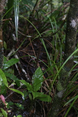 Malaxideae