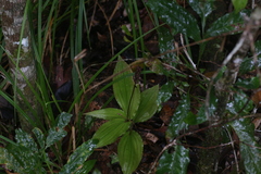 Malaxideae