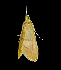 Trischistognatha pyrenealis