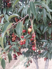 Prunus serotina capuli