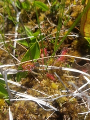 Drosera rotundifolia