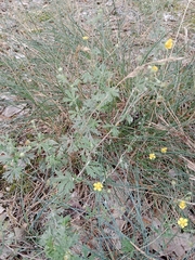 Potentilla argentea
