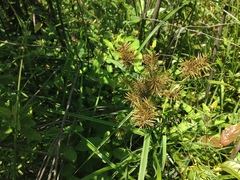 Cyperus engelmannii