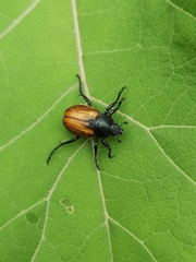 Anisoplia austriaca