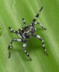 Phiale crocea