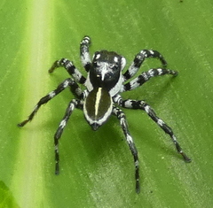 Phiale crocea