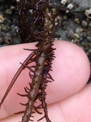Cumagloia andersonii