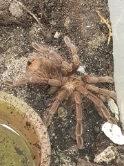 Theraphosidae