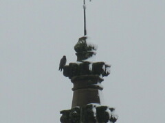 Falco peregrinus brookei