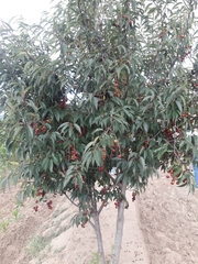 Prunus serotina capuli