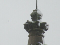 Falco peregrinus brookei