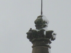 Falco peregrinus brookei