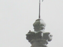 Falco peregrinus brookei