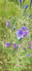 Echium