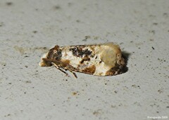 Phalonidia memoranda