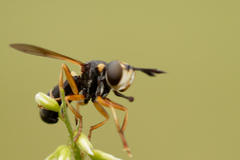 Abrachyglossum capitatum