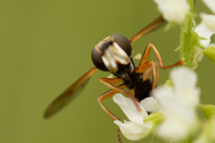 Abrachyglossum capitatum