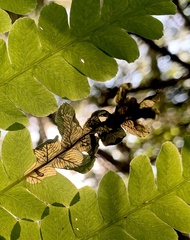 Chirosia filicis