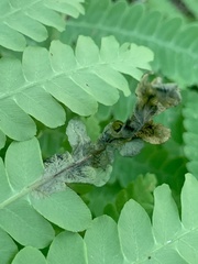 Chirosia filicis