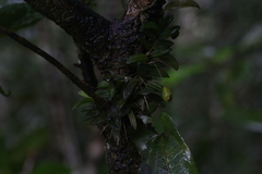 Bulbophyllum macphersonii