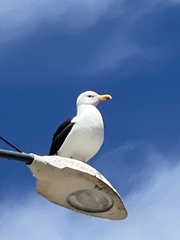 Larus marinus