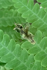 Chirosia filicis