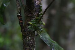 Bulbophyllum macphersonii