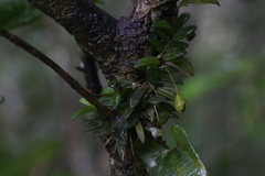 Bulbophyllum macphersonii
