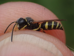 Gorytes quinquecinctus