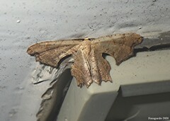 Calledapteryx dryopterata