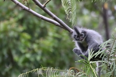 Presbytis thomasi