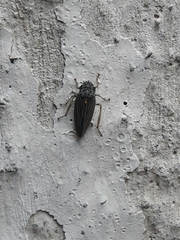 Graphocephala appropinquans