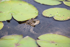 Pelophylax ridibundus