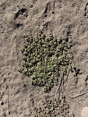 Euphorbia polycarpa