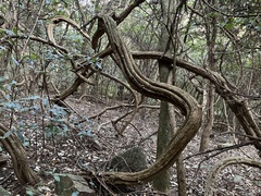 Salacia gerrardii